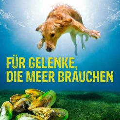Boehringer Ingelheim Canosan Für Hunde -Dechra Verkaufe canosan hund boehringer ingelheim6
