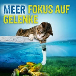 Boehringer Ingelheim Canosan Für Katzen -Dechra Verkaufe canosan katze6