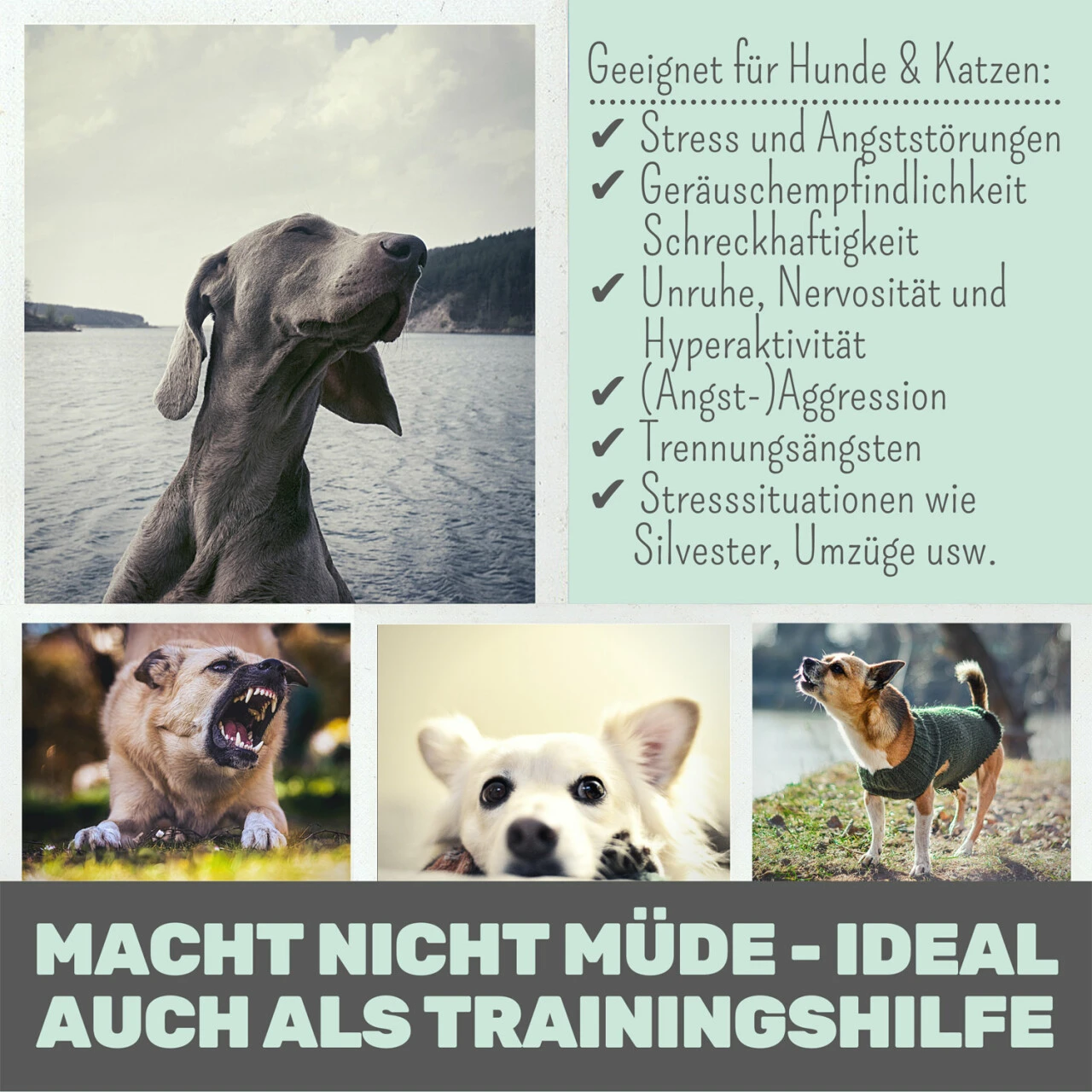 Noms+ Wohlfühlmix Für Hunde & Katzen 5 Noms+ Wohlfühlmix Für Hunde & Katzen – Bild 3