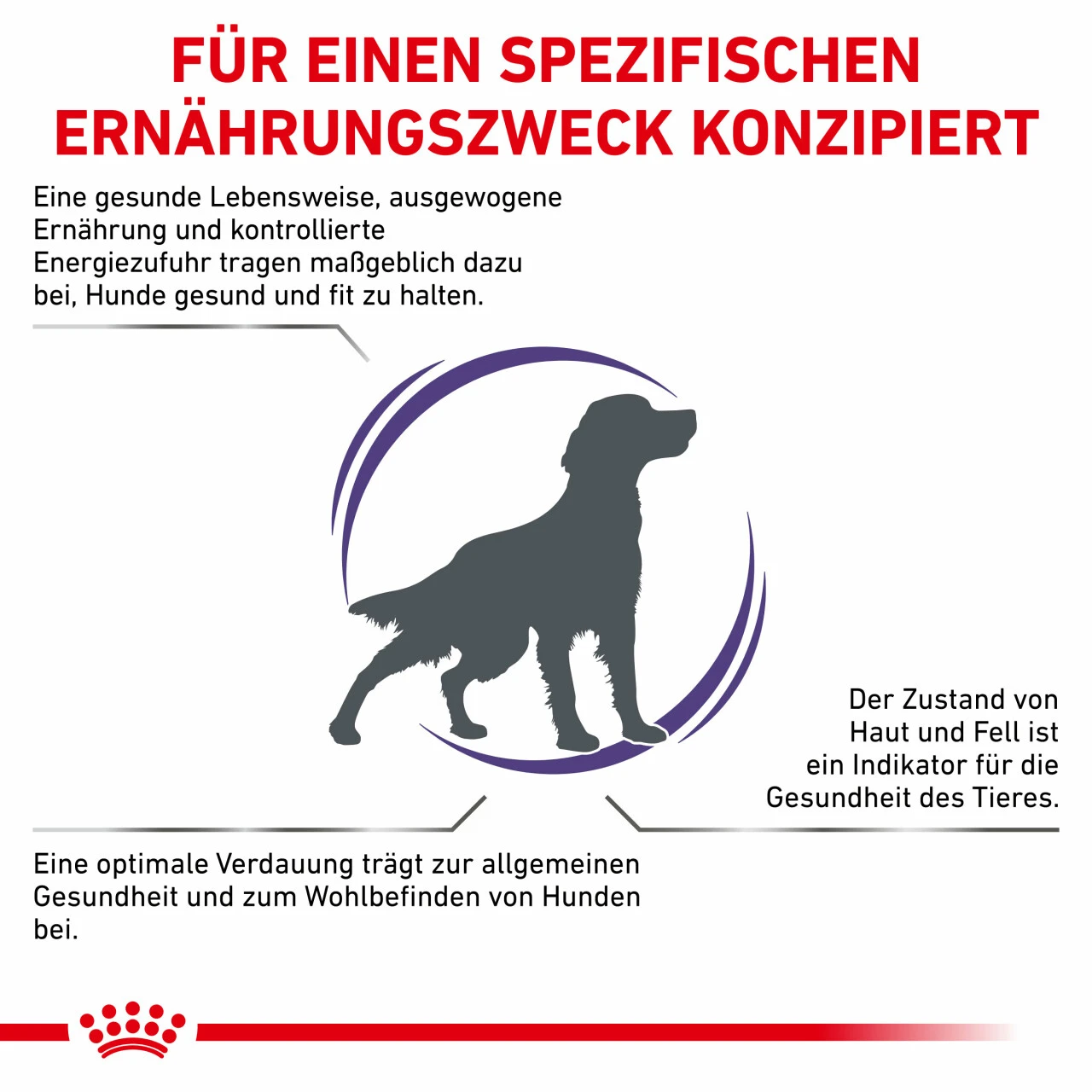 Royal Canin Expert Adult Medium Dogs Trockenfutter Für Hunde 6 Royal Canin Expert Adult Medium Dogs Trockenfutter Für Hunde – Bild 4