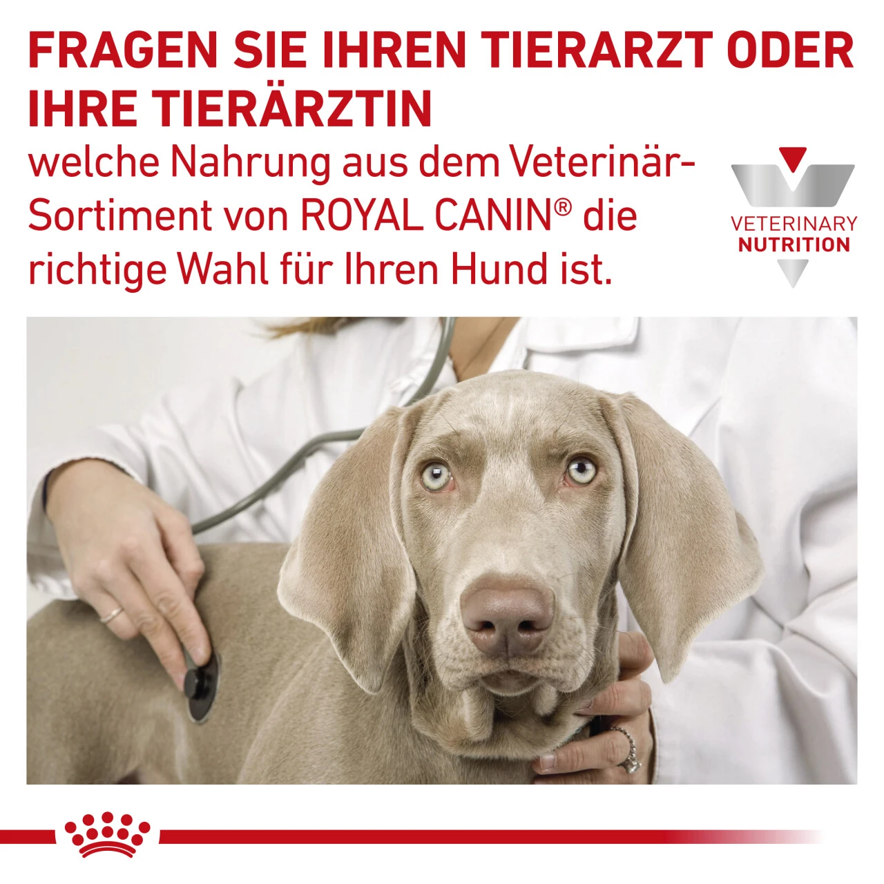 Royal Canin Gastrointestinal High Fibre Trockenfutter Für Hunde 11 Royal Canin Gastrointestinal High Fibre Trockenfutter Für Hunde – Bild 9