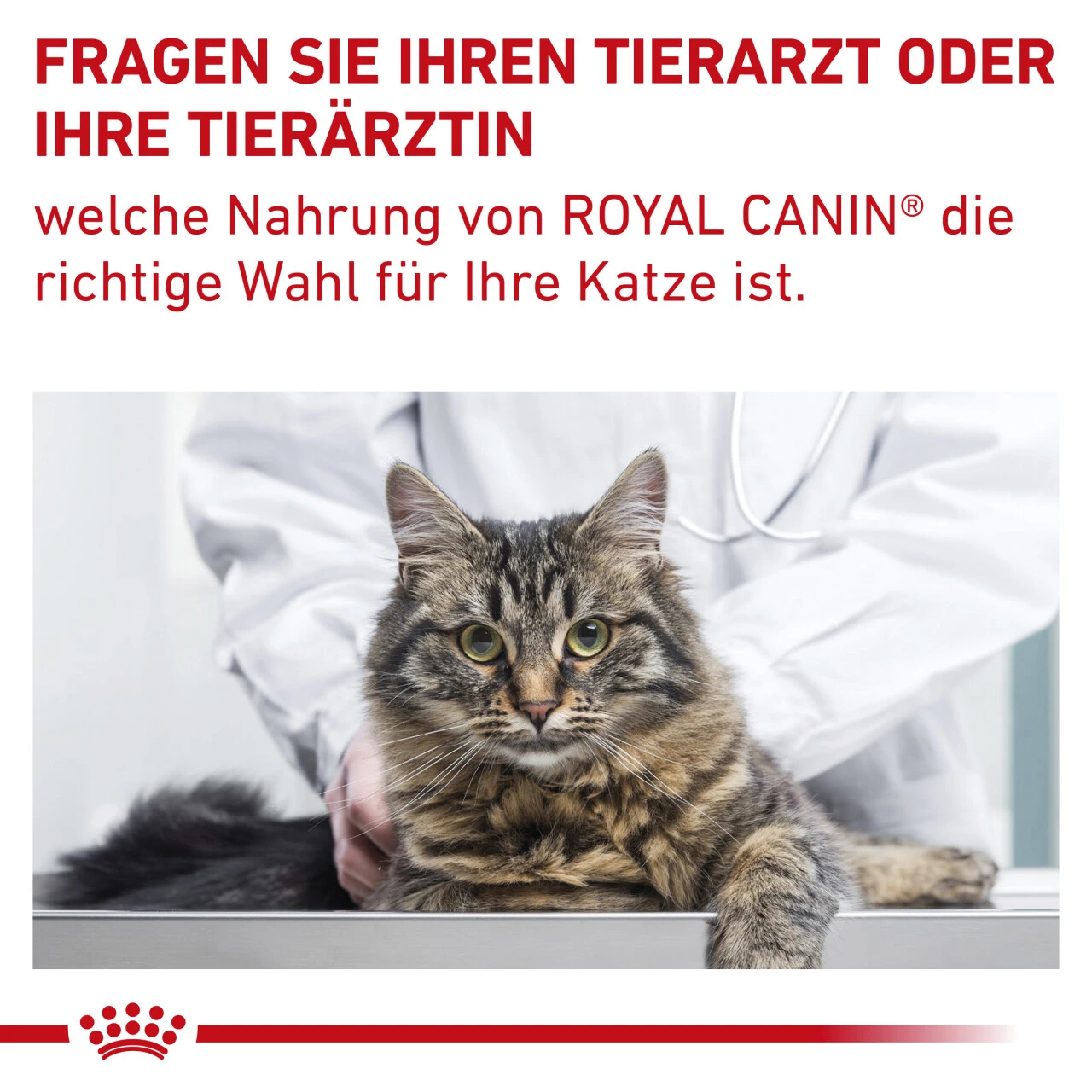 Royal Canin Gastrointestinal Fibre Response Trockenfutter Für Katzen 12 Royal Canin Gastrointestinal Fibre Response Trockenfutter Für Katzen – Bild 10