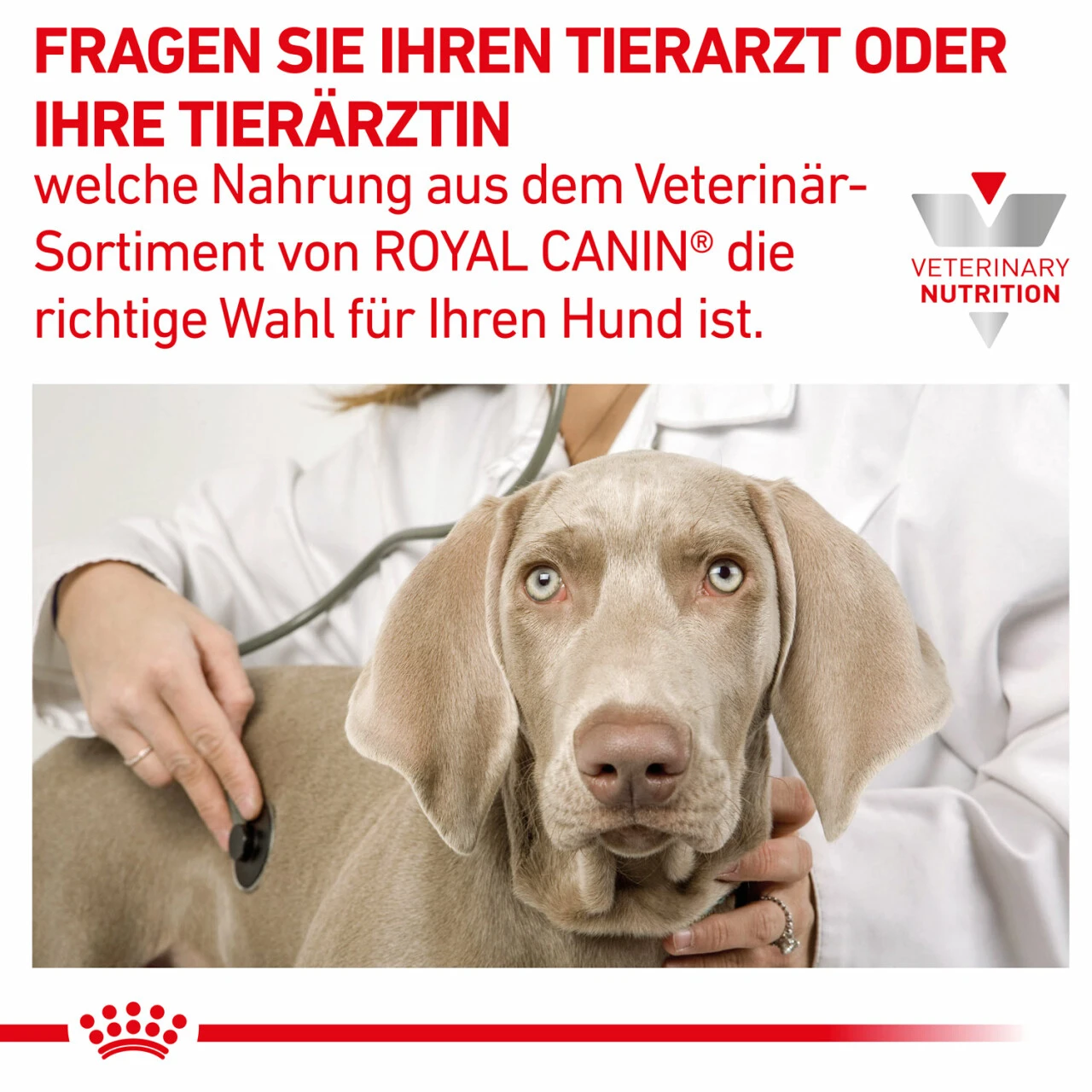 Royal Canin Hepatic Trockenfutter Für Hunde 9 Royal Canin Hepatic Trockenfutter Für Hunde – Bild 8