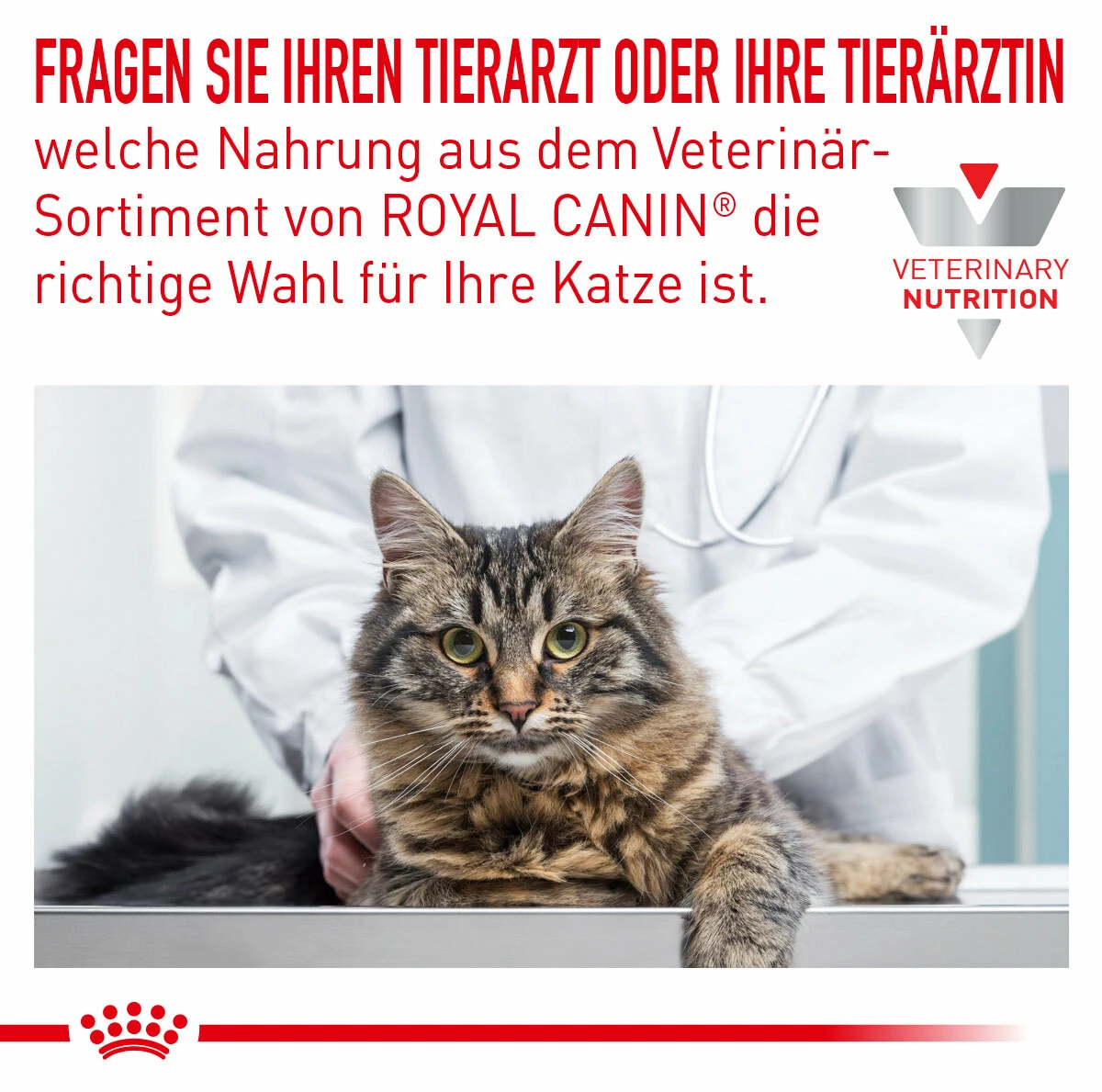 Royal Canin Sensitivity Control Trockenfutter Für Katzen 4 Royal Canin Sensitivity Control Trockenfutter Für Katzen – Bild 2