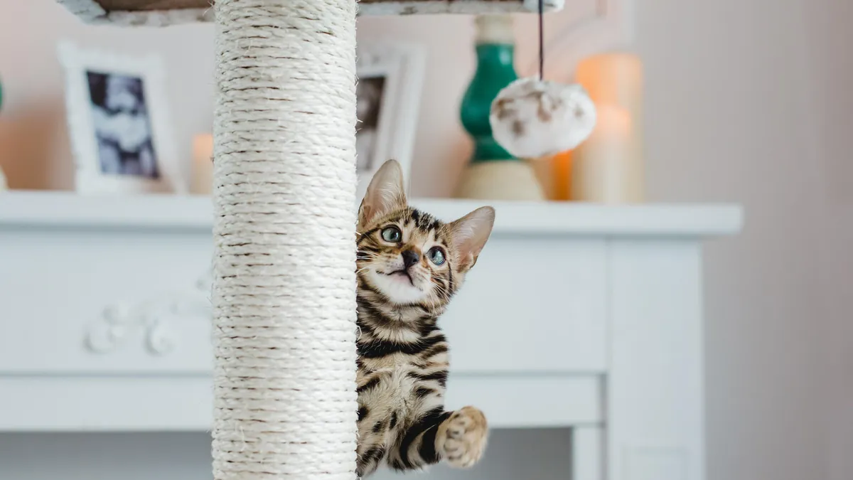 Dechra Verkaufe 10 Dechra Verkaufe -Dechra Verkaufe katzen wollen mit menschen spielen das ist wie das gassi gehen mit einem hund