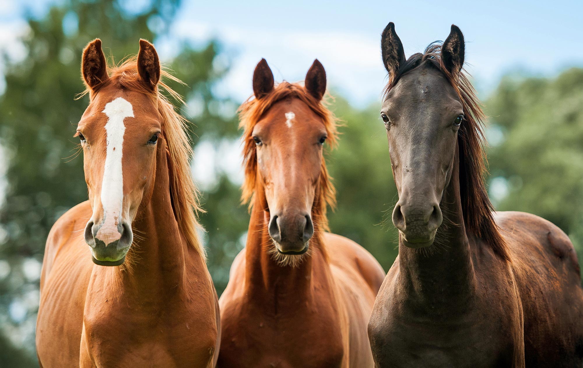 Dechra Verkaufe 9 Dechra Verkaufe -Dechra Verkaufe three horses